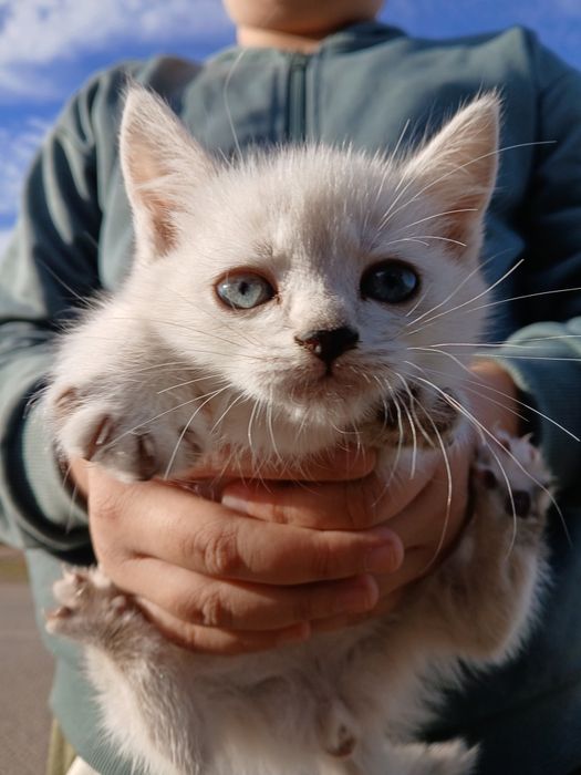 Кот британски пушистый