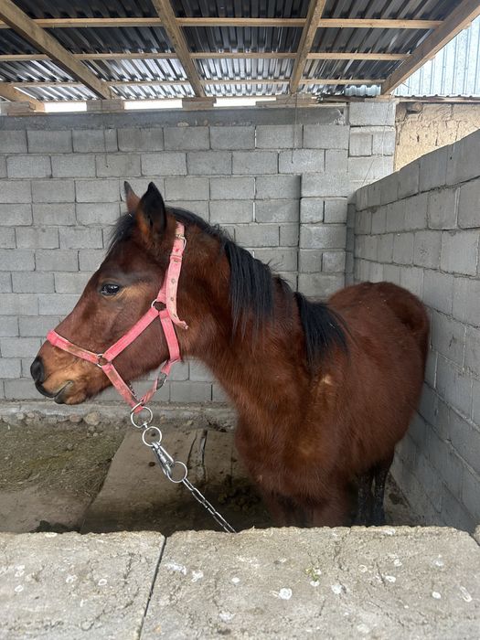 Көкпар тай сатылады 1.5 полтарашка