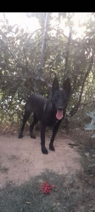 Malinois ciobănesc belgian femela