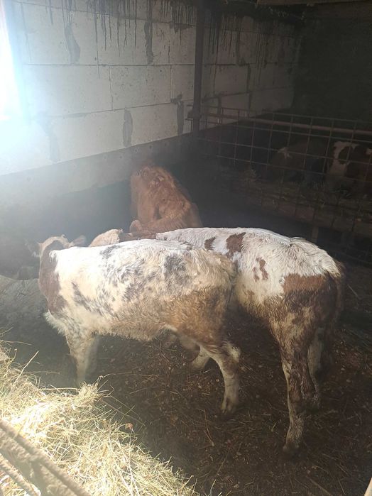 Vitei semi întarcati