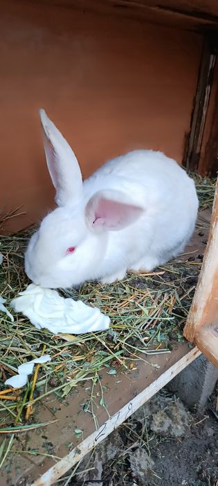 Продам кролик девочка 10 месец