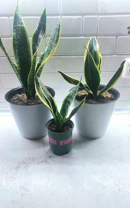 Продаю Сансеверы