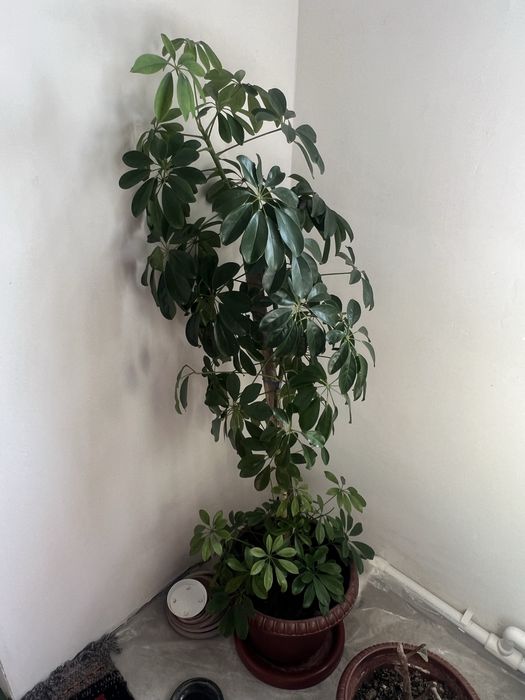 шеффлера/растение