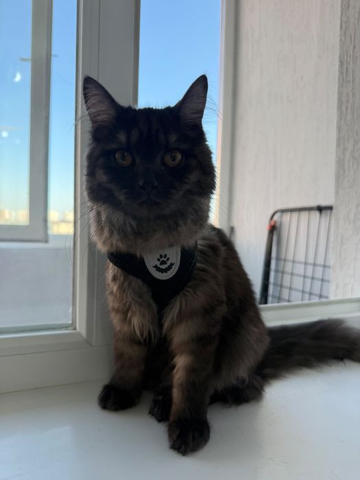 Котенок 6 месяцев