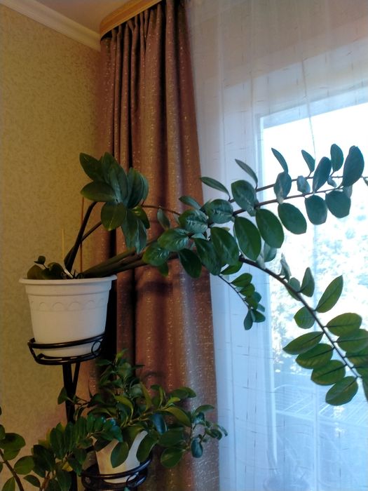 Долларовое дерево высокий