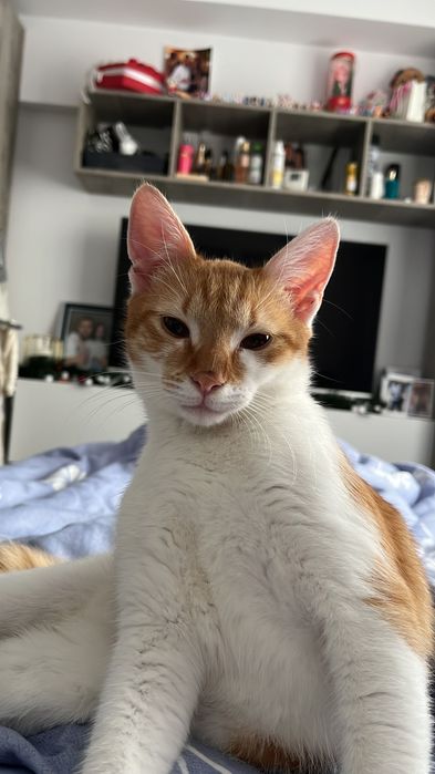 Motănel spre adopție