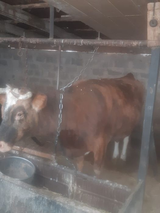 Корова жырная лет 10