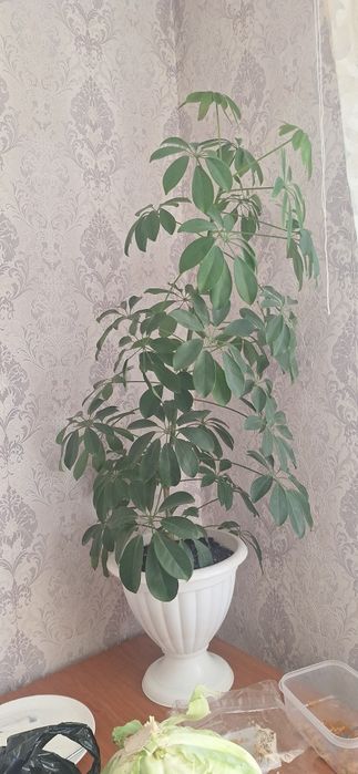 Шинлера примерно 1.10