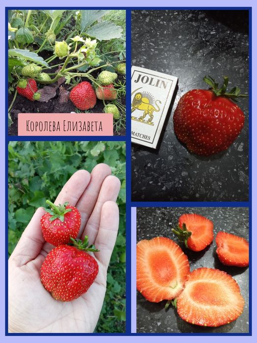 Саженцы клубники