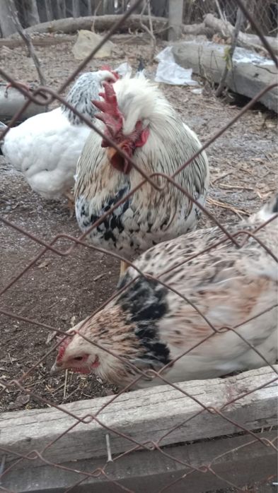 Продам курей с петухом