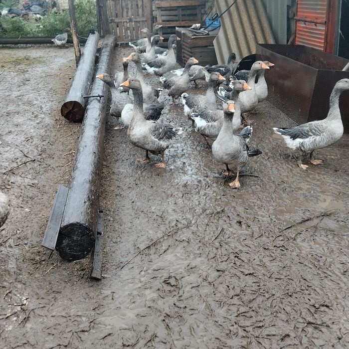 Продам гусей возраст 5 месяцеа