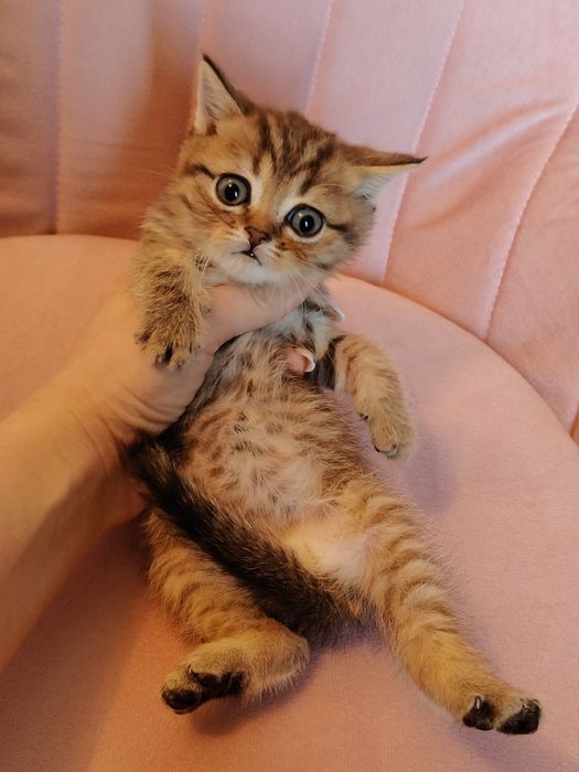 Табби золотой котики