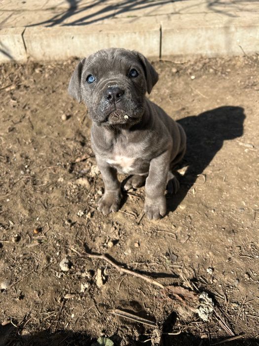 Малки кучета Кане Корсо