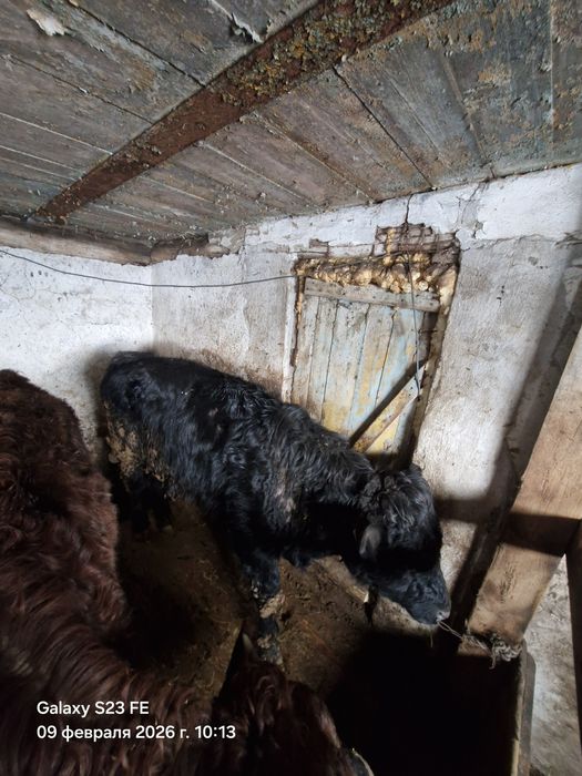 Продам быка Аулеколь