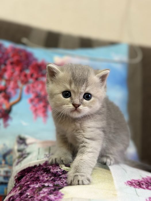 Срочно продаются экслюзивные британские котята!