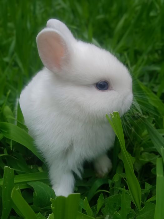 Кролик Декартивный