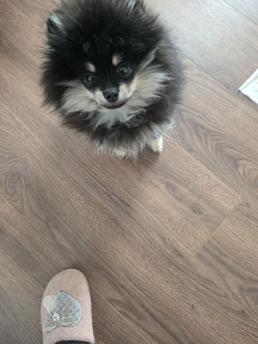 Продам щенка шпица