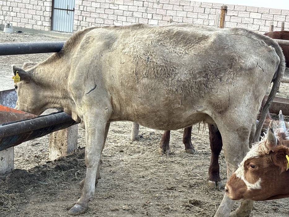 2 бұқа 2 сиыр сатылады
