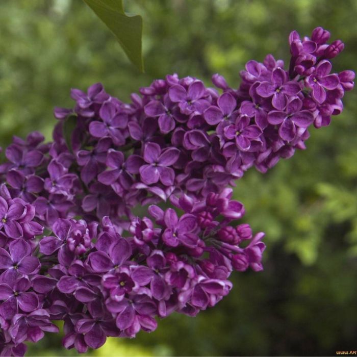 Сирень саженец сиреневый