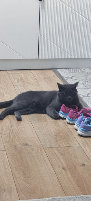 Отдам кота полубританца.