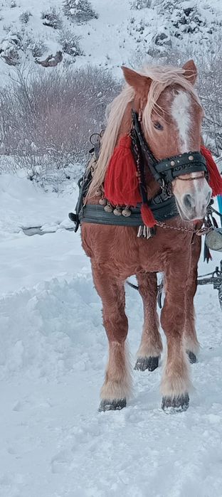 Vând iapa de 8 ani  învățată la căruță