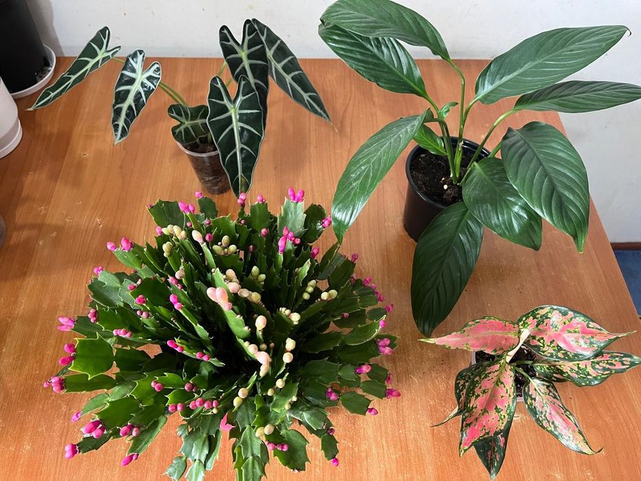 Комнатные растения