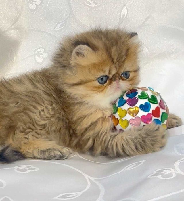 pisica persana chinchilla