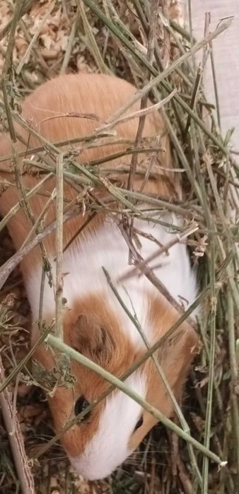 Donez porcușor de Guineea