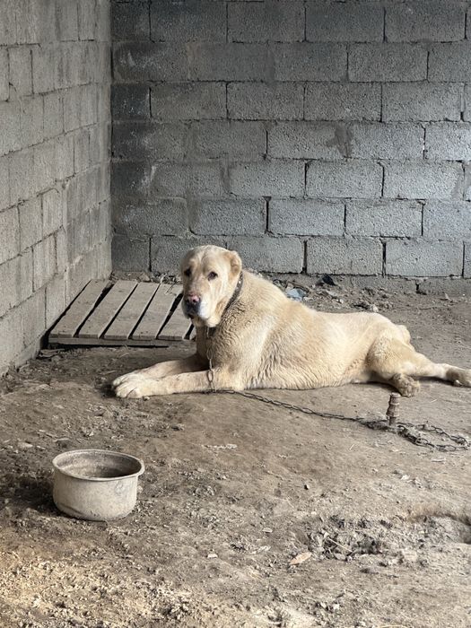 Отдам кабеля Алабай крупного для охраны