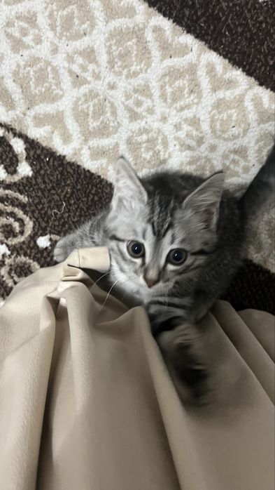 Бесплатный кошка