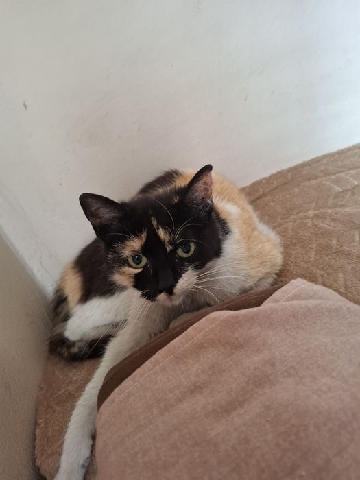 Donez adopție pisica 4 luni