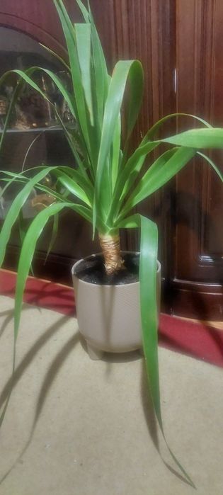 Драцена Драко продаю