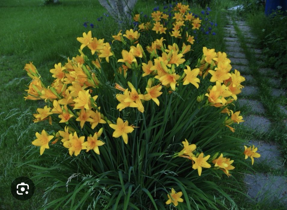 Лилейник желтый раннецветущий