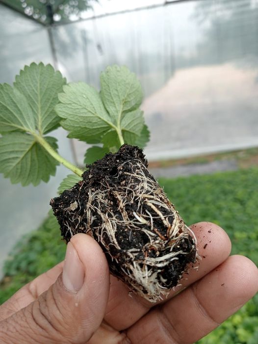 Продам рассаду разных сортов