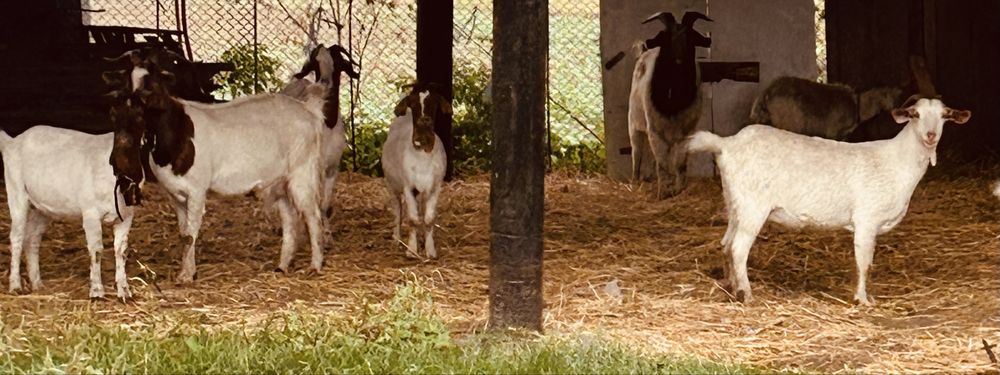 Vand capre rasa boer