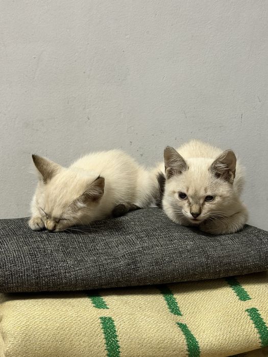 Марғаулар(котята)