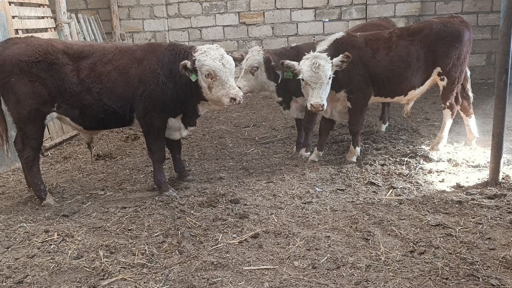 Бұқа бык бука откорм КХ плем раскол акбас