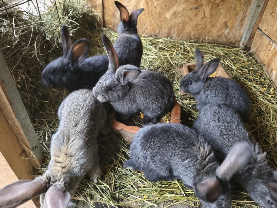 Căutăm căsuță nouă