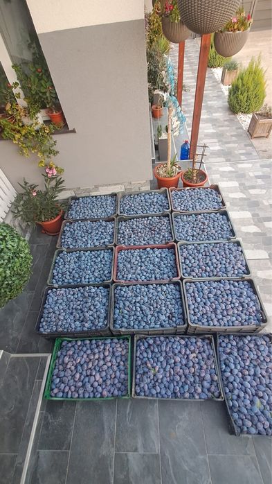 Prune pentru compot si gem