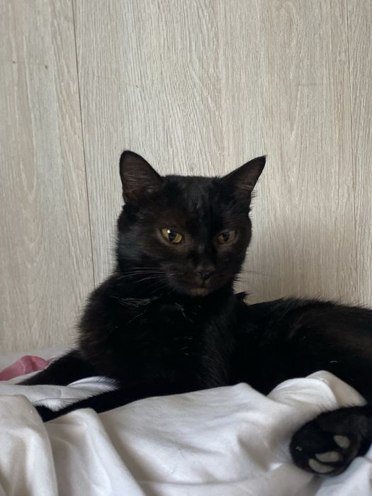 Кошка в добрые руки