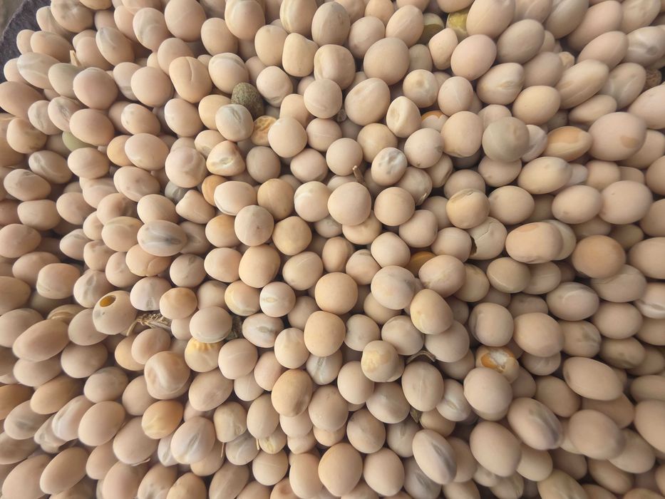 mazare galbena de primavara - 70 tone