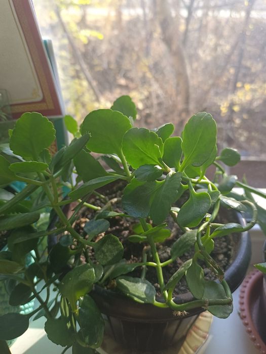 Продам комнатные красивые цветы