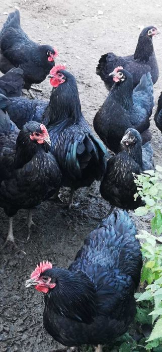 Vând cocoși Australorp.