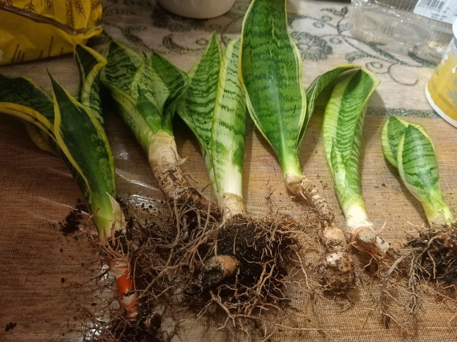 Продам цветы алоэ и сансевиерию