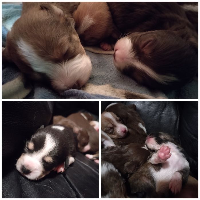 Подарявам кученце