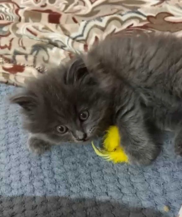 ОТДАМ котёнка в хорошие руки