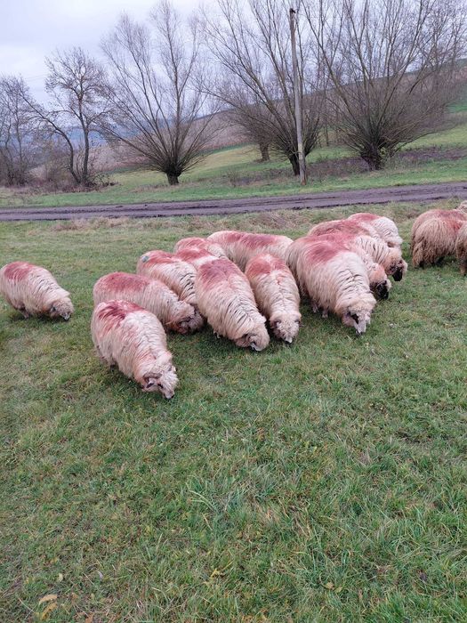 Vând 10 oi țurcane bine îngrijite,