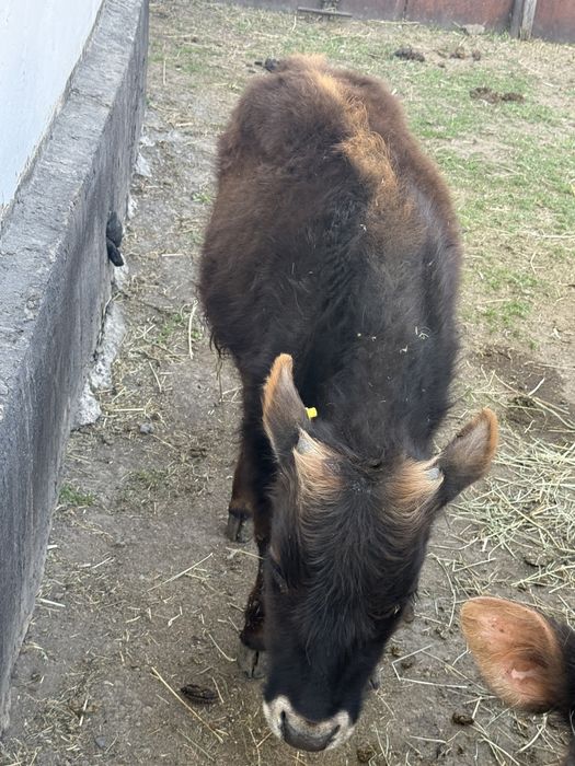 Продам телят два бычка две телки