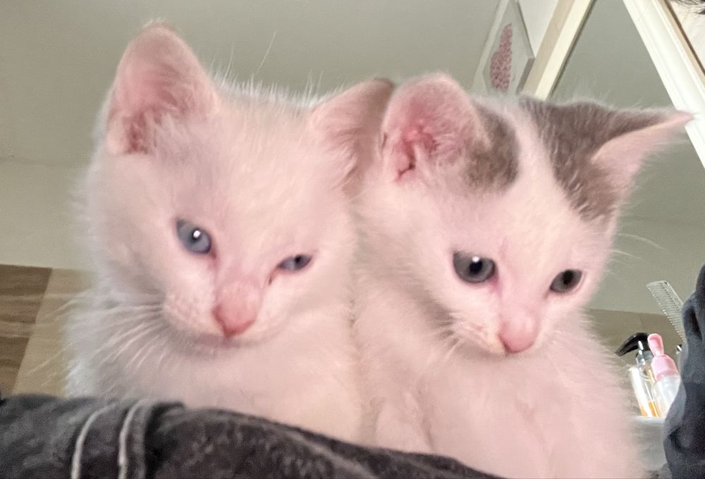 Două pisici, adopție împreună la apartament (sau în casă)