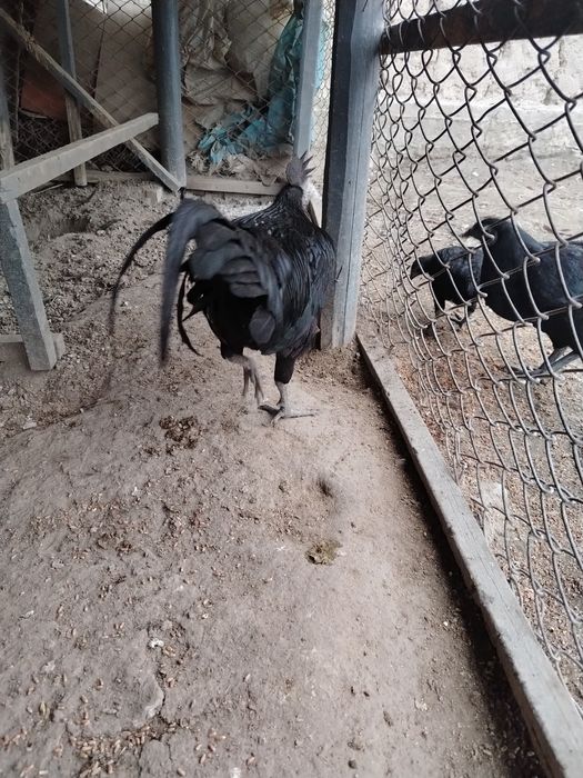 Ухайли хороз зот олишга зур, 150000 минг